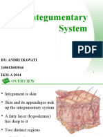 Integumentary System Overview