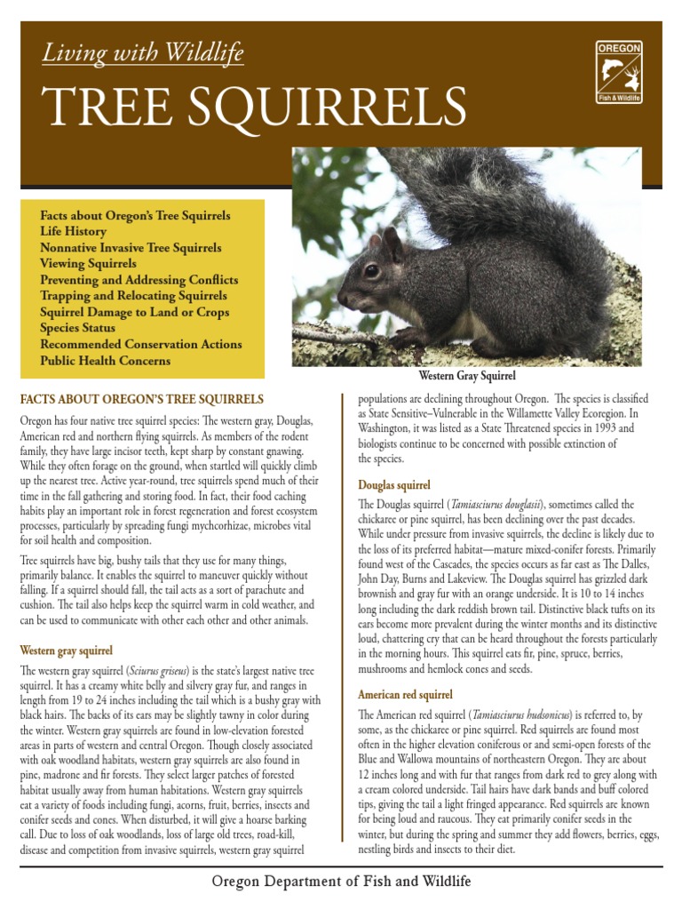 Tree Squirrels Living With Wildlife PDF Invasive Species Organisms