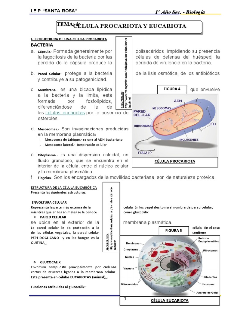 Células: Procariotas vs Eucariotas | PDF | Citoplasma | Biología Celular)