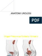 Anatomi Urologi