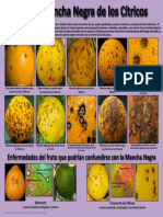 mancha negra, cancrosis y mancha parda en citricos.pdf