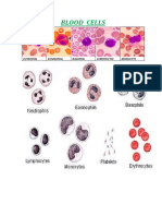Different Leukocytes (Wall Image)