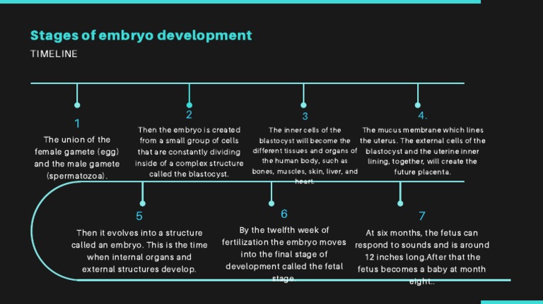 Human Embryonic Development Timeline | PDF