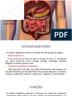 ANATOMIA DO SISTEMA DIGESTÓRIO   NOITE