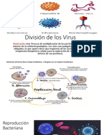 División de Los Virus y Bacterias