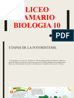 etapas_de_la_fotosintesis_profesor
