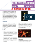 Sistema Reproductor para Quinto Grado de Secundaria PDF