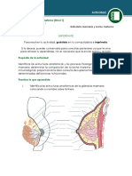 Actividad Lactancia Materna PDF