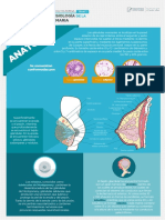 Anatomia y Fisologia de La Mama