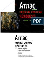 Атлас - нервная система человека. Строение и нарушения (Астапова, Микадзе, 2004) PDF