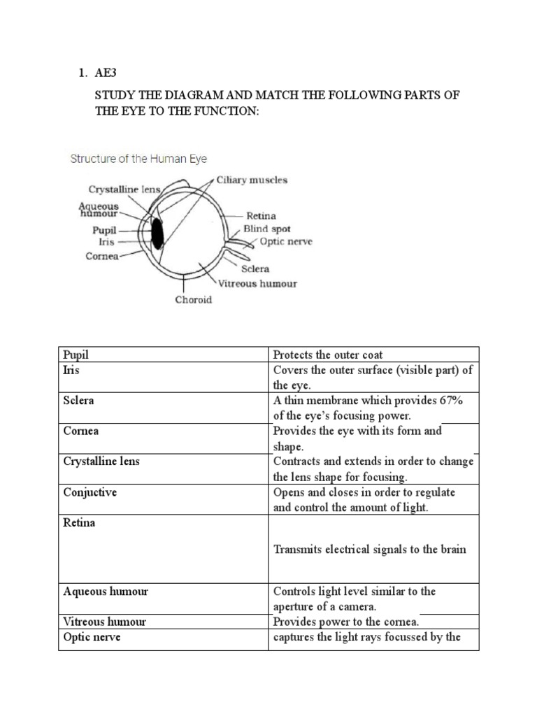 Eye Diagram and Functions Worksheet | PDF | Eye | Human Eye