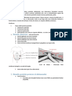 Herniile