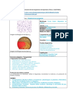 Ficha Streptococcus Pyogenes 1