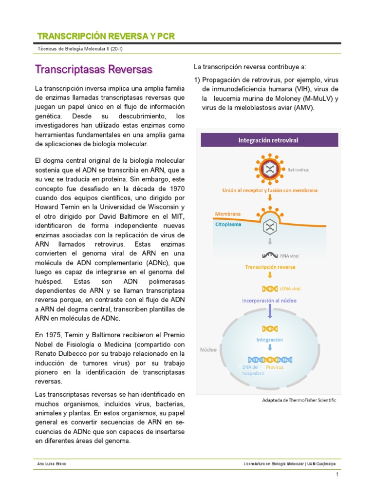Transcripción Reversa y PCR en Biología Molecular | PDF | Primer ...