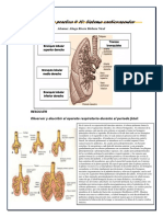 Embriología Practica 10