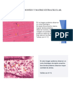 Cuestionario Histología Células de Sosten y Matriz Extracelular