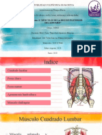 Musculos Region Posterior Del Abdomen