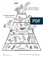 food-chain-pyramid