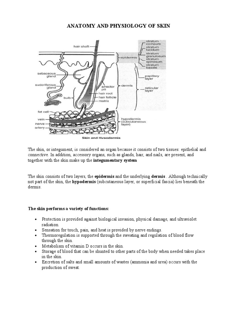 Anatomy and Pathophysiology of Skin | PDF | Skin | Integumentary System