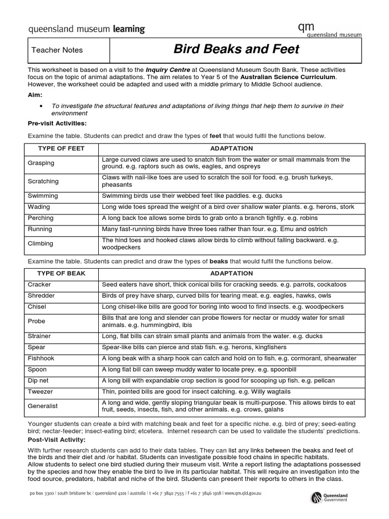 Bird Beaks and Feet Teacher Notes PDF Beak Claw