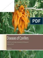 Conifers Diseases