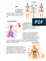 El Sistema Óseo