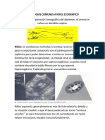 Patologias Comunes A Nivel Ecografico