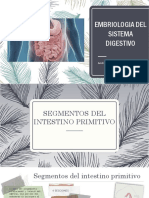 Embriologia Del Sistema Digestivo
