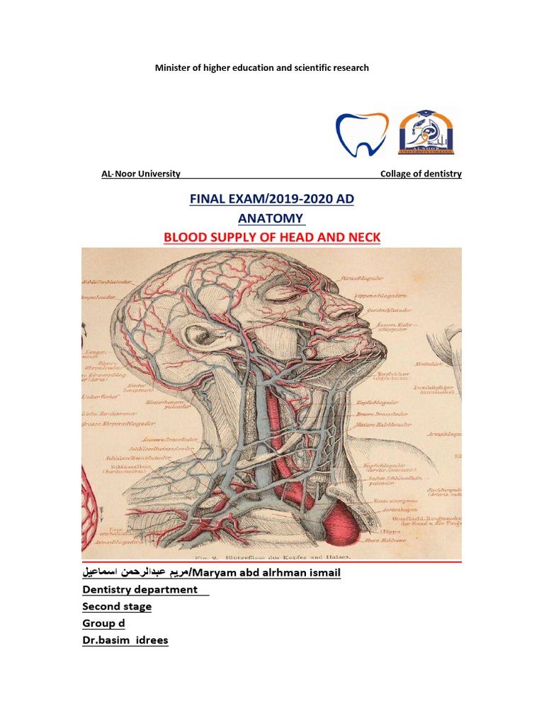 Blood Supply of Head and Neck Anatomy | PDF | Common Carotid Artery ...