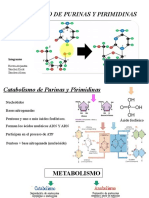 Catabolismo de Purinas y Primidinas1