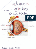 Estructuras del globo ocular