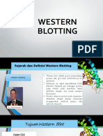 Western Blotting