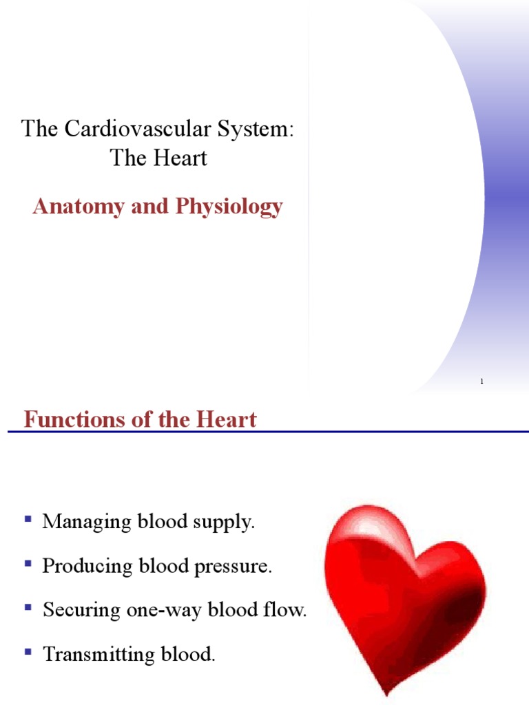 Heart Anatomy & Physiology Guide | PDF | Heart Valve | Ventricle (Heart)