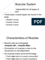 Muscular System 2