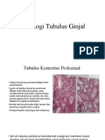 Histologi Tubulus Ginjal (Blok 16)