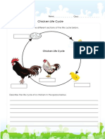Chicken Life Cycle: Label The Different Sections of The Life Cycle Below