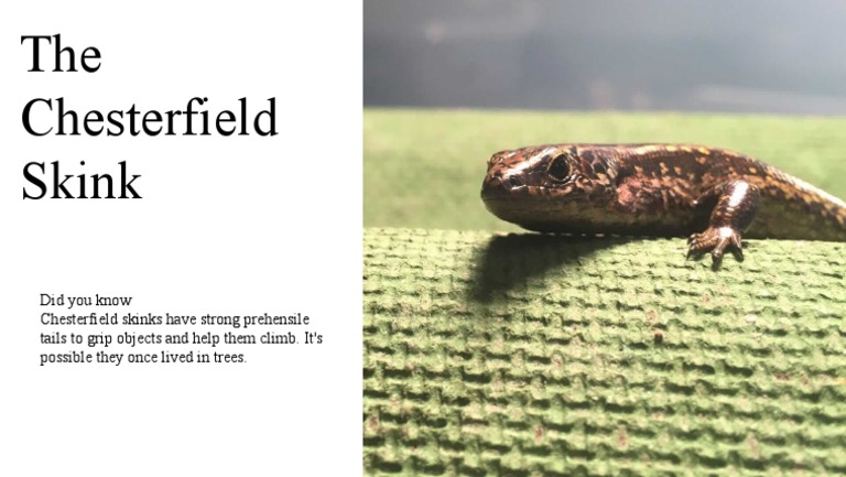 Chesterfield Skink: Climbing Adaptations | PDF
