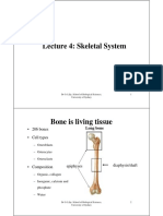 Skeletal System Lecture Overview