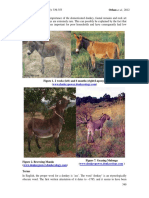 A2 27 2012 Ylmazetal TheDomesticatedDonkeyIEconomicImportanceUncommonUsageetc 3 5 PDF