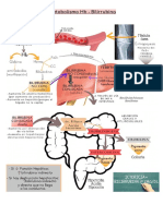 Metabolismo Hb - Bilirrubina2.pdf
