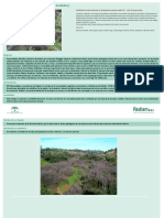 Tamujares (Securinegion Buxifoliae) : Interpretation Manual of European Union Habitats. Eur 28 (April 2013)