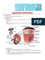 Aparato Urinario para Cuarto de Primaria PDF