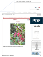 Fucsia - Informacion sobre la planta - Propiedades y cultivo.pdf