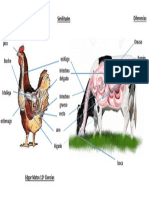 Biología. Sistema Digestivo Animales