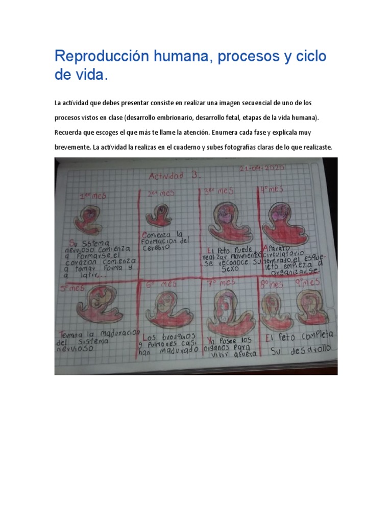 Reproducción Humana | PDF, image size:768x1024