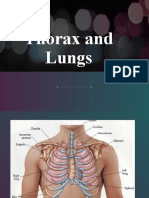 Thorax and Lungs