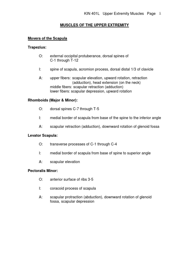 Upper Extremity Muscle Overview | PDF | Elbow | Anatomical Terms Of Motion