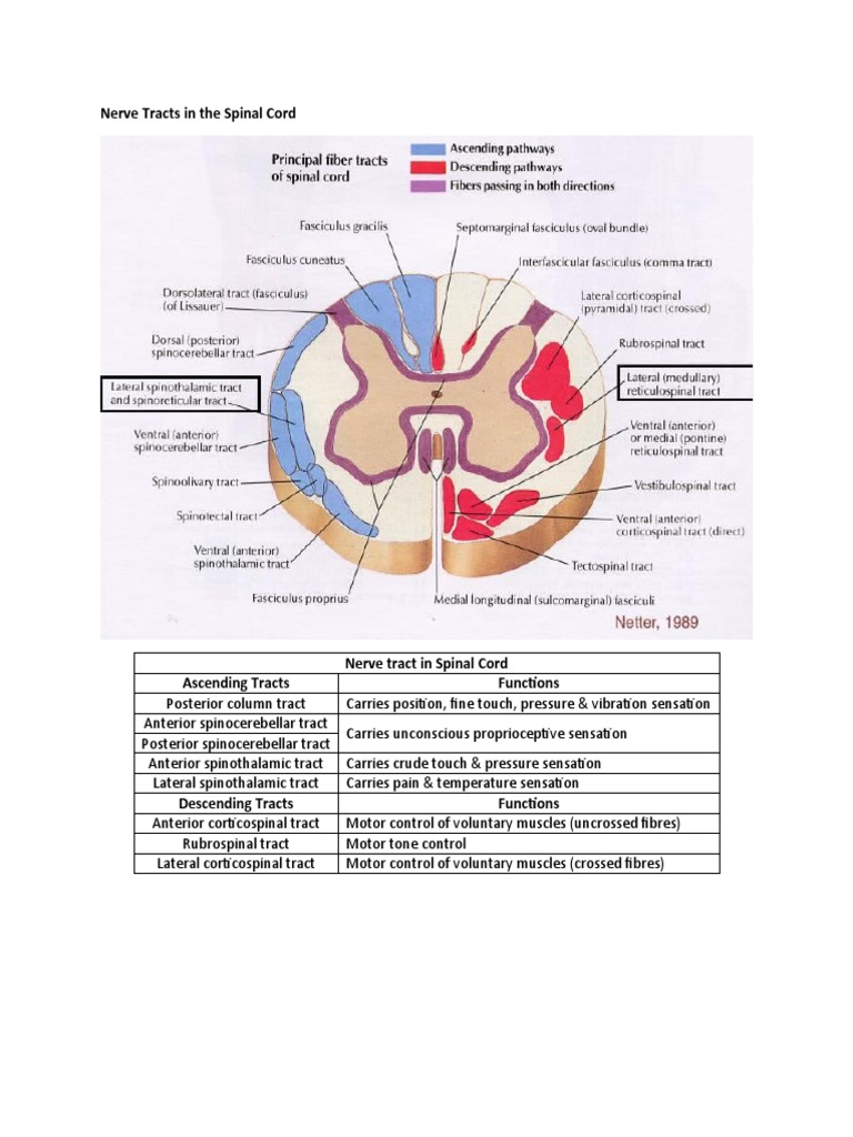 Nerve Tract in Spinal Cord | PDF | Spinal Cord | Motor Neuron