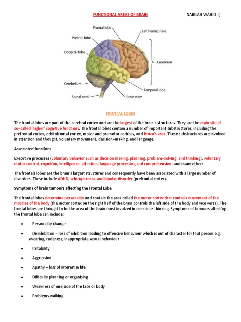 Overview of Brain Functional Areas | PDF | Brainstem | Somatosensory System