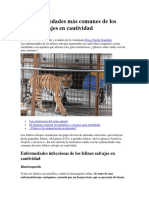 Enfermedades Más Comunes de Los Felinos Salvajes en Cautividad PDF